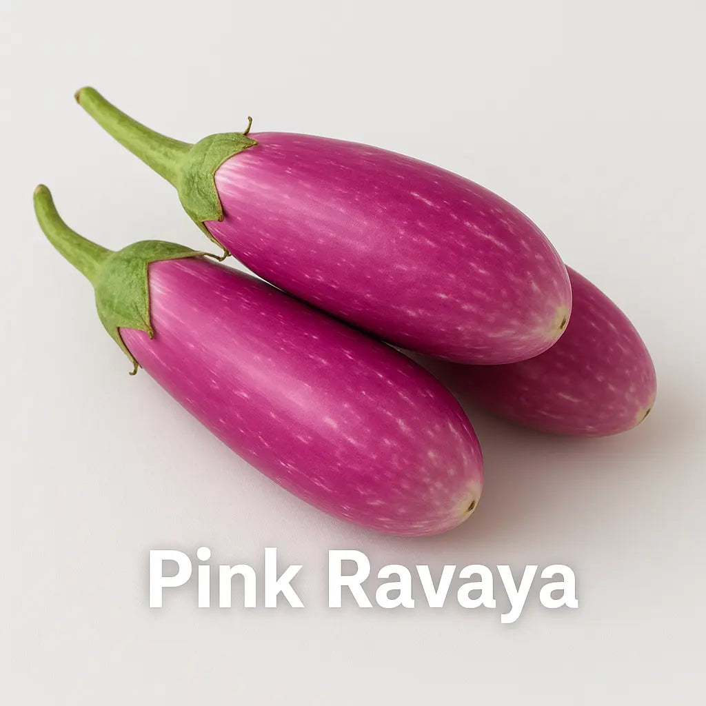 Pink Ravaya/Pink Brinjal
