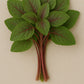 Fresh Thotakura /Amaranth Leaves Bunch